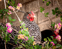 Chickens